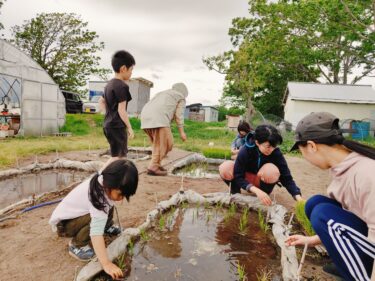 ミニ田んぼ！日本人の自信を取り戻すきっかけに？