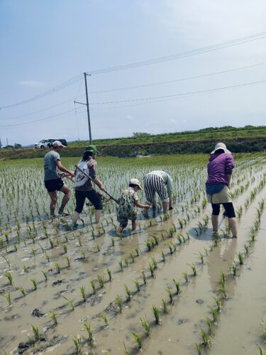 素人集団で田んぼの管理に挑戦！〜草取り編〜